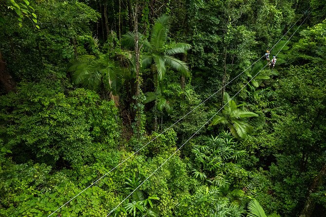 Cape Tribulation & Ziplining: Ultimate Daintree - Safety First With Ziplining