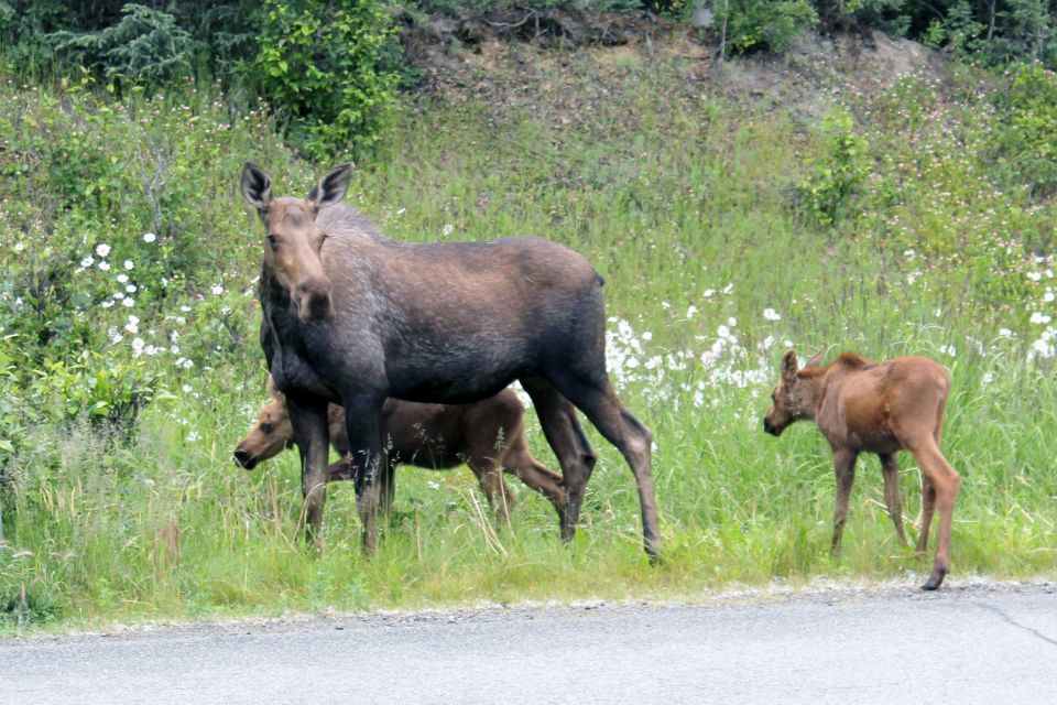 City of Anchorage Sightseeing & Food Van Tour-New for ! - Meeting Point Details