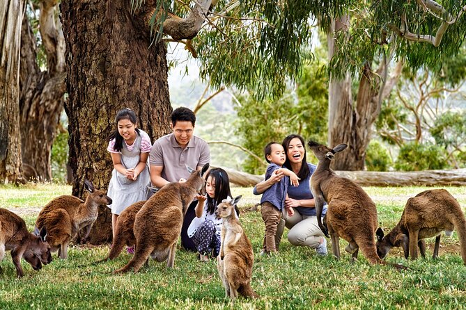 Cleland Wildlife Park Experience - From Adelaide Including Mt Lofty Summit - Logistics and What to Expect