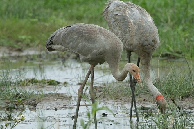 Corroboree Billabong Wetland Cruises - 1.5 Hour Morning Cruise - Accessibility and Restrictions