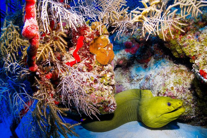 Costa Maya Two-Tank Dive For Certified Divers - Customer Reviews and Feedback