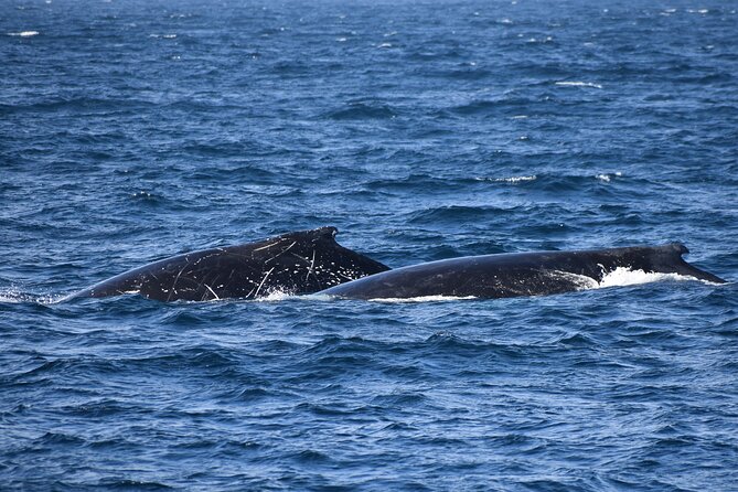 Dolphin & Whale Cruise - What to Expect on Tour