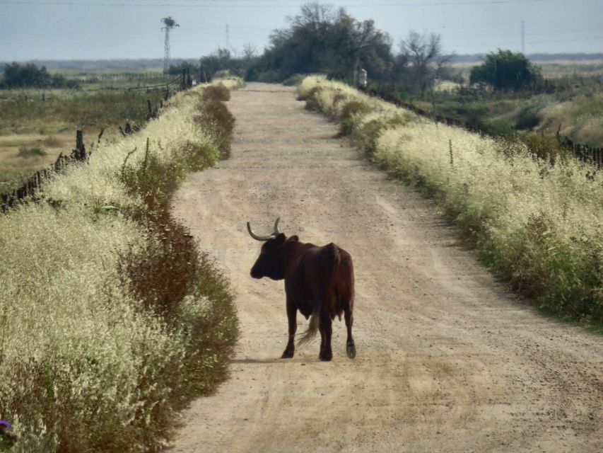 Doñana National Park: 2-Day Tour From Seville - What to Bring