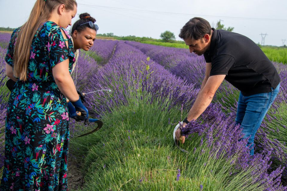 Flowers Picking and Essential Oil Distillation Workshop - Hands-On Flower Picking and Distillation