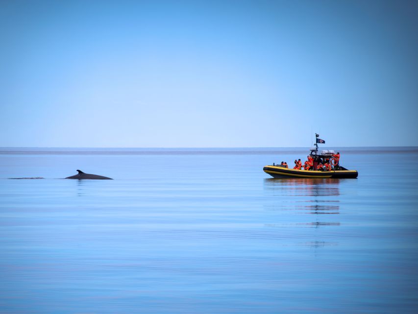 From Quebec City: Whale Watching Excursion Full-Day Trip - Common questions
