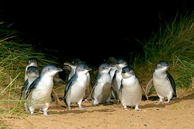 Full-Day Penguins and Wildlife Nature Experience From Melbourne - Wildlife Encounters and Sightings