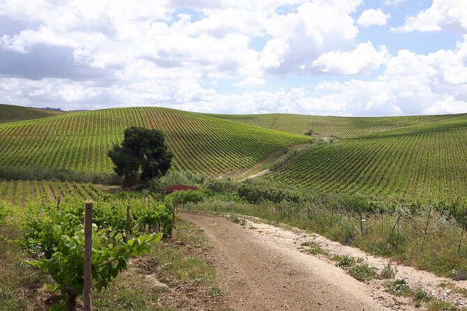 Full-Day Wine Tour in Western Sicily - Hotel Pick-Up Inclusion