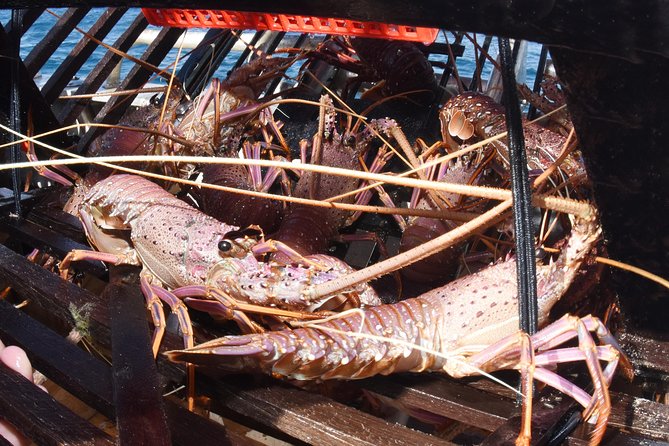 Geraldton Lobster Pot Pull - Important Health and Safety