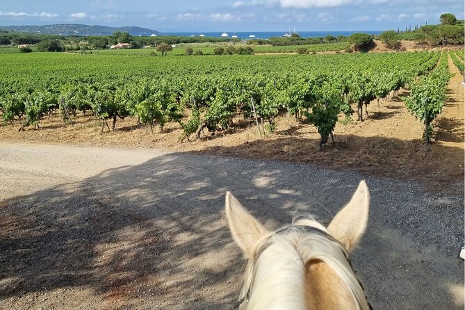 Horse Riding in the Vineyards of Ramatuelle Wine Tasting - Legal Information