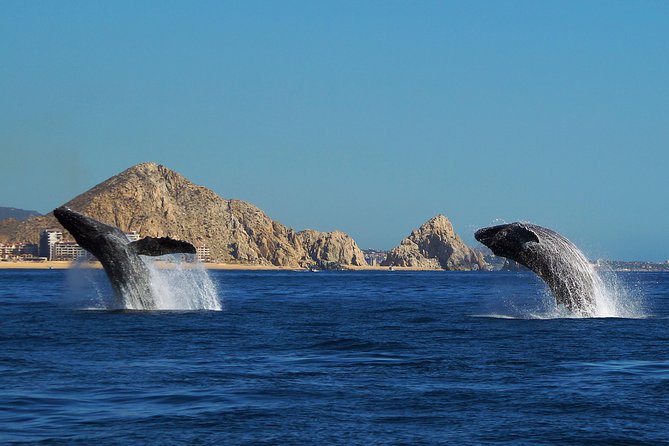 Humpback Whale Watching in Cabo San Lucas - Tour Highlights