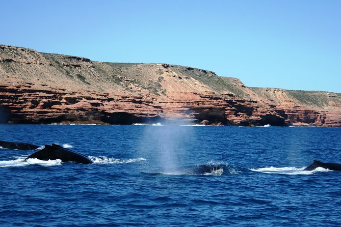 Kalbarri Whale Watching Tour Guided - Essential Tour Information