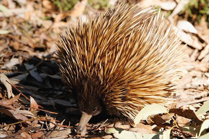 Kangaroo Island in a Day Tour From Adelaide - Making the Most of Your Day