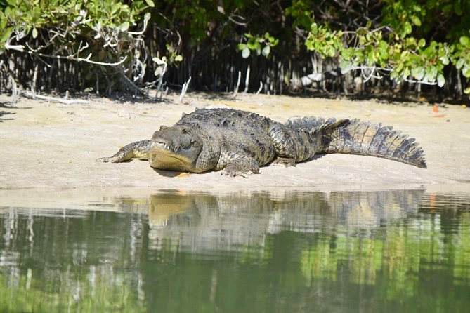 Kayaking Tour Through the Mangroves in Isla Holbox - Tour Guide and Staff Highlights