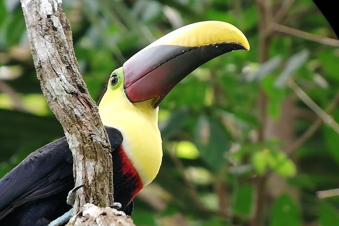 Manuel Antonio National Park Guided Tours - Telescopes for Wildlife Observation