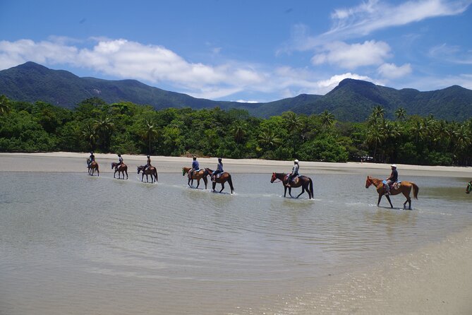 Mid-Morning Beach Horse Ride in Cape Tribulation - What You Need to Know