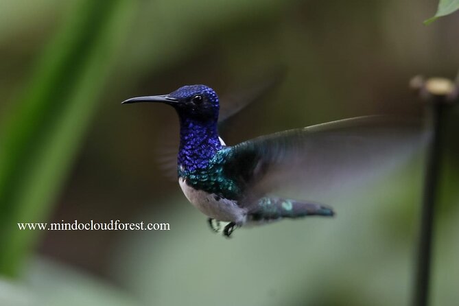 Mindo Cloud Forest Private Customized Nature and Culture Tour  - Quito - Guide Richards Expertise