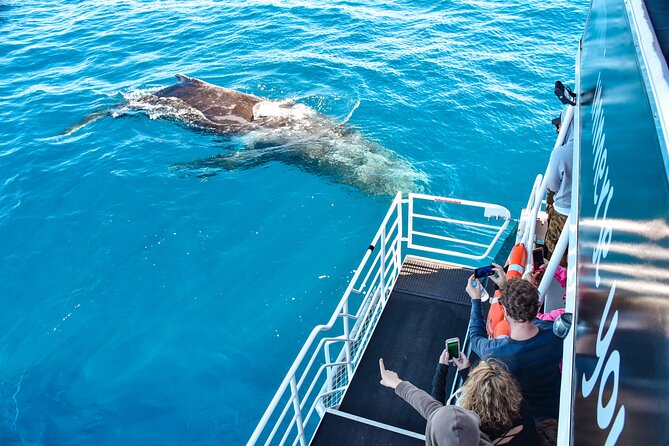 Mooloolaba Whale Watching Cruise - Meeting and Departure Points