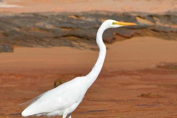 Morning Cruise on the Murchison River in Kalbarri (April to Nov) - Before You Depart