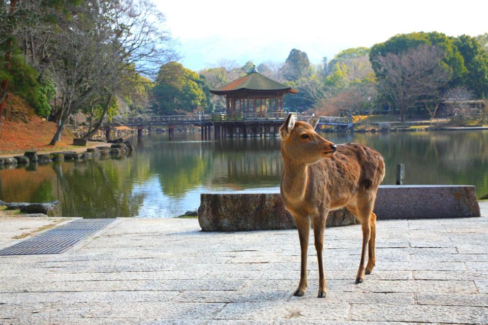 Nara's Historical Wonders: A Journey Through Time and Nature - Experience Naras Architectural Splendor