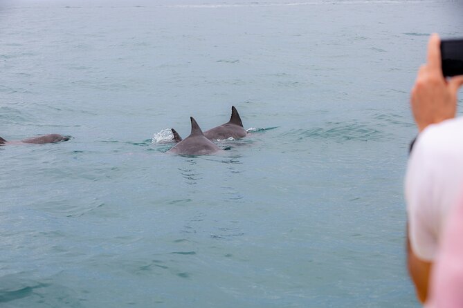 Noosa Oceanrider Scenic Dolphin Safari - Tour Logistics and Safety