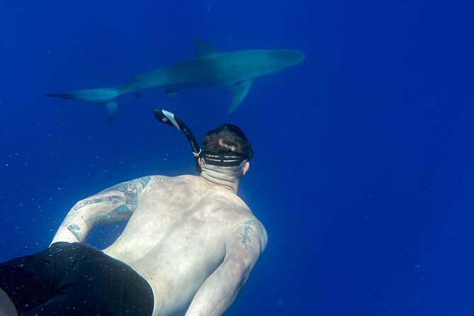 Oahu: Haleiwa Swimming With Sharks Cage-Free Experience - Cancellation Policy