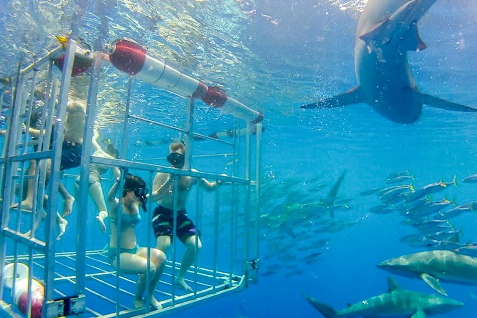 Oahu: Shark Cage Dive on the North Shore - COVID-19 Updates