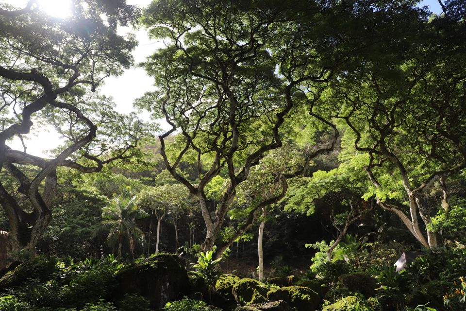 Oahu: Valley of Waimea Falls Swim & Hike With Lunch & Dole - Dole Plantation Visit