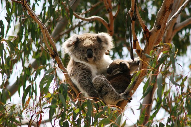 Phillip Island Penguin Parade, Brighton Bathing Boxes and Wildlife Park Tour - Tour Cancellation Policy