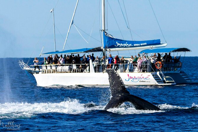 Port Stephens 3 Hour Whale and Dolphin Watch Cruise - Important Tour Details