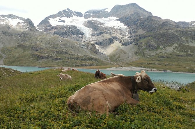 PRIVATE Bernina Train, Sankt Moritz & Wines Guided Tour From Lake Como or Milan - Highlights of the Guided Tour