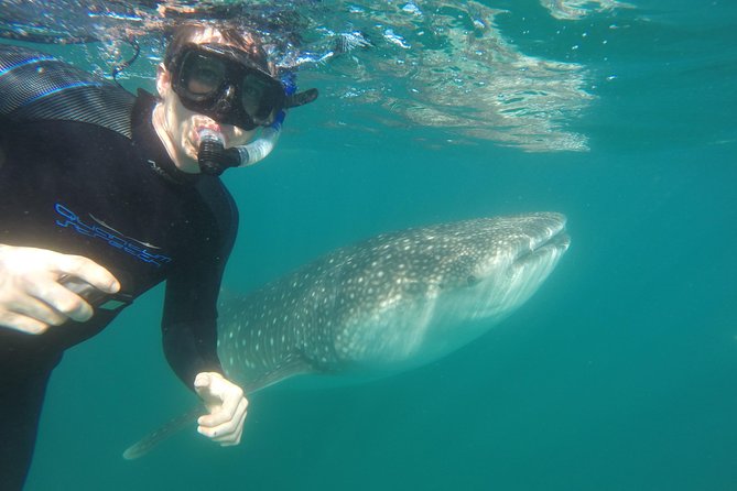 Reduced Group Whale Shark Tour - Support and Assistance