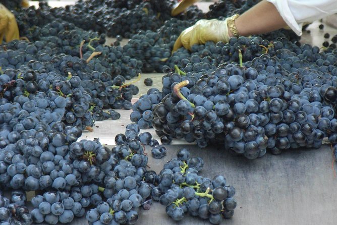 Rioja Wine Tour: 2 Wineries From Bilbao - Expert Guided Visits