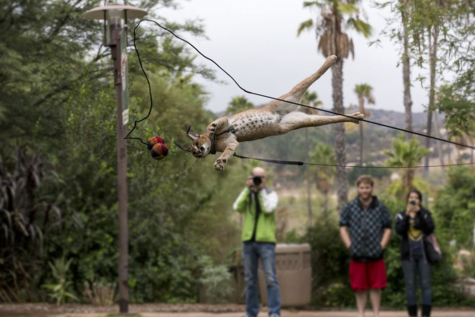 San Diego Zoo and Safari Park: 2-Day Entry Ticket - Important Information