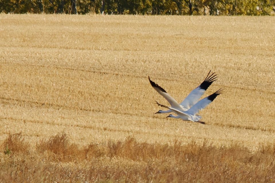 Saskatoon, Canada: 8-Hour Tour to View Whooping Cranes - Directions