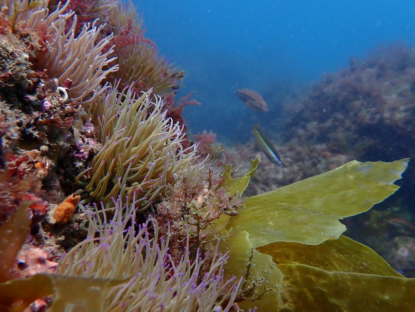 Sesimbra: Arrábida Marine Reserve Scuba Diving Experience - Additional Information