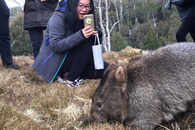 Shore Excursion - Cradle Mountain Day Tour From Burnie - Booking and Cancellation Details