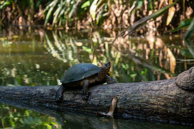 Sloth and Kayak Tour in Punta Uva Beach and Jungle - Additional Information