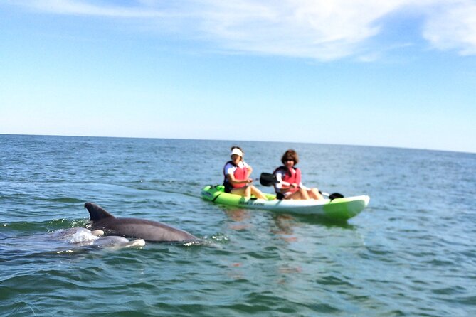 Small Group Dolphin Kayak Eco-Tour - Reviews and Booking Information