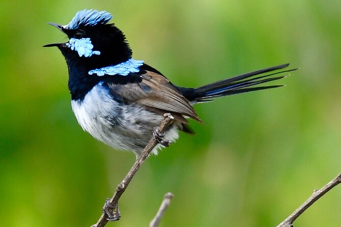 Small-Group Half-Day Birdwatching Tour in Sydney - Essential Information and Details