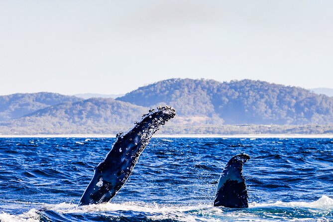 Swim With Whales Gold Coast - Best Time for Whale Sightings