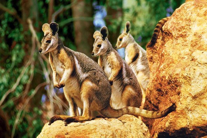 Sydney Harbour 2-Day Hop on Hop off Cruise With Taronga Zoo Entry - Cruise and Zoo Experience