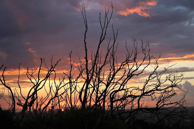 Sydney Harbour, Manly and Palm Beach, National Park Private Tour - Uncover Aboriginal Rock Art History