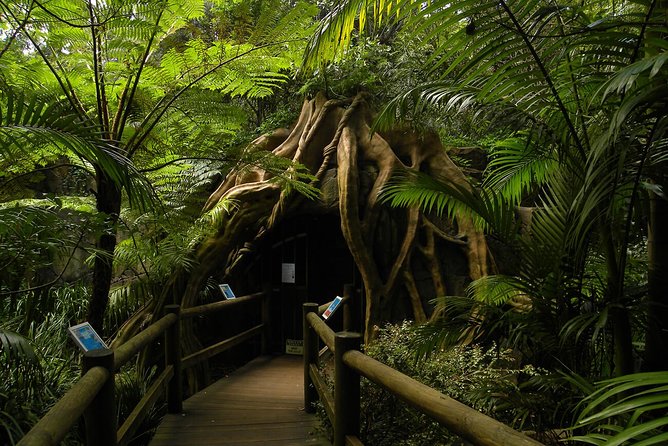 Tamborine Mountain Daily Service, Treetop Challenge and Thunderbird Park - Reviews and Pricing Overview