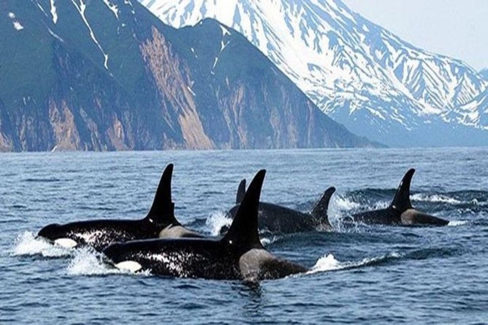 Vancouver Whale Watching Adventure With City Tour - Cancellation Policy and Tour Guide