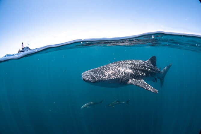 Whale Shark Safari - Booking and Cancellation Terms