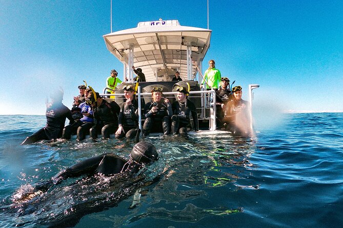 Whale Watching and Swim With Whales Cruise From Mooloolaba - Safety Guidelines and Precautions