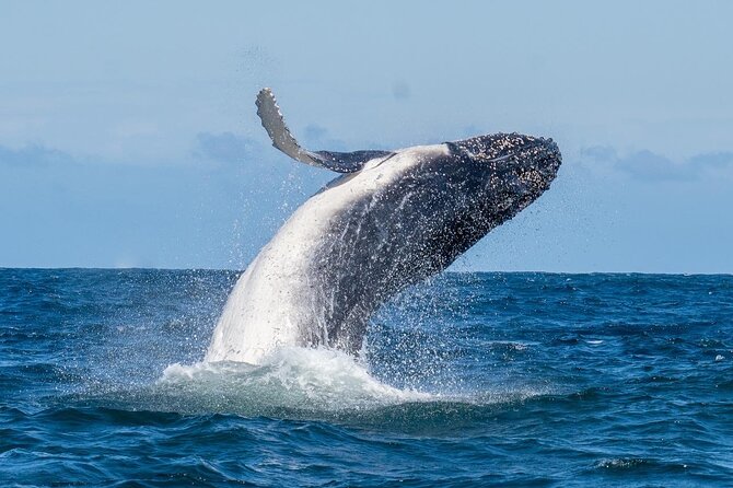 Whale Watching Boat Trip in Sydney - Small Vessel for Intimate Experience