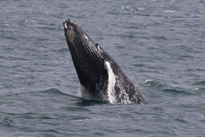 Whale Watching Cruise in New South Wales - Tips for a Successful Cruise