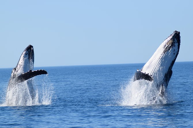 Whale Watching Dunsborough - Onboard Amenities and Services