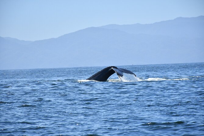 Whale Watching Guaranteed Experience in Puerto Vallarta - Additional Information